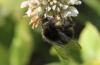 Bombus soroeensis proteus